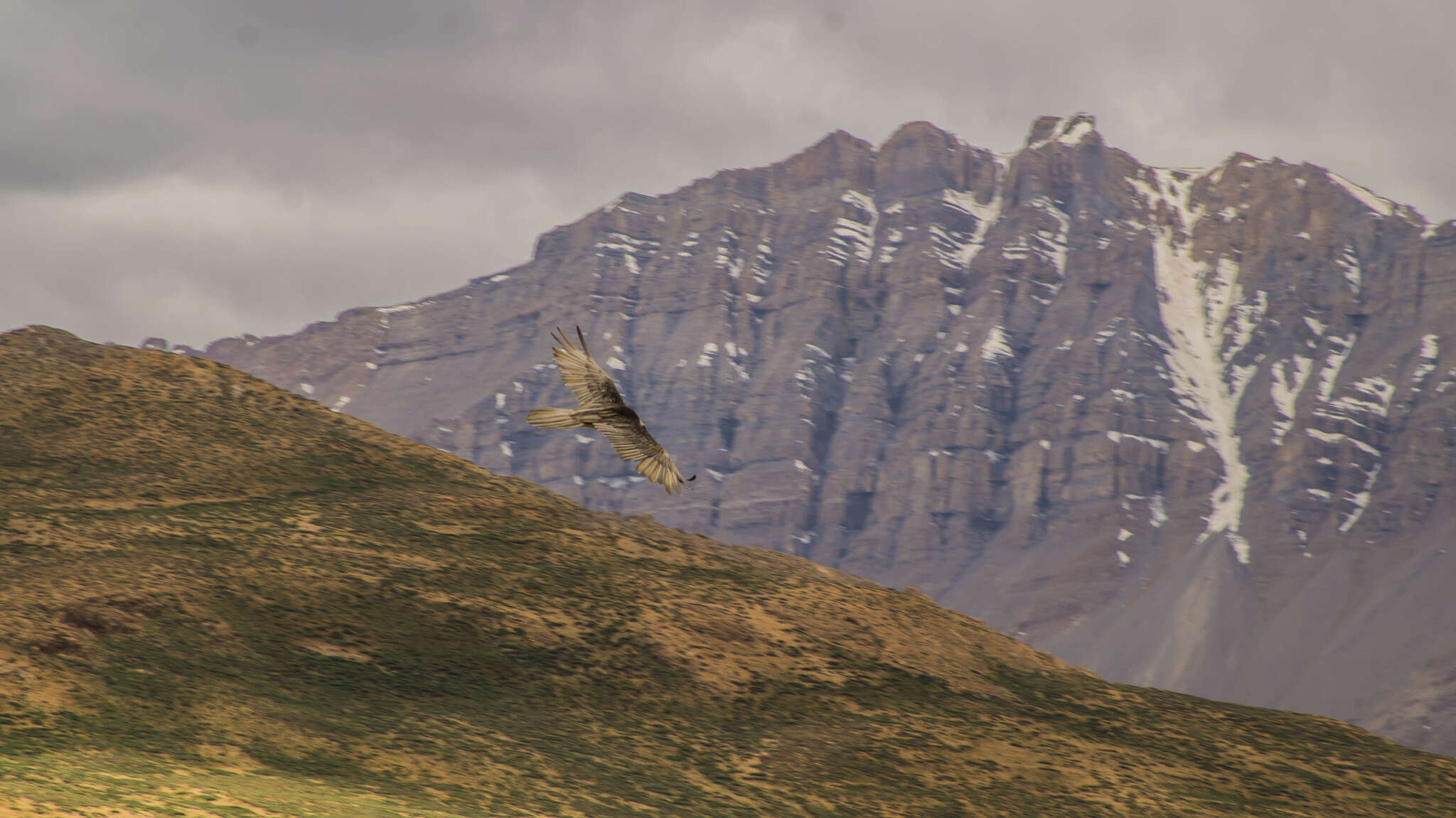 Image of Gypaetus Storr 1784