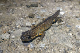 Image of Southern Crested Newt