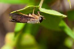 صورة Tabanus fumipennis Wiedemann 1828