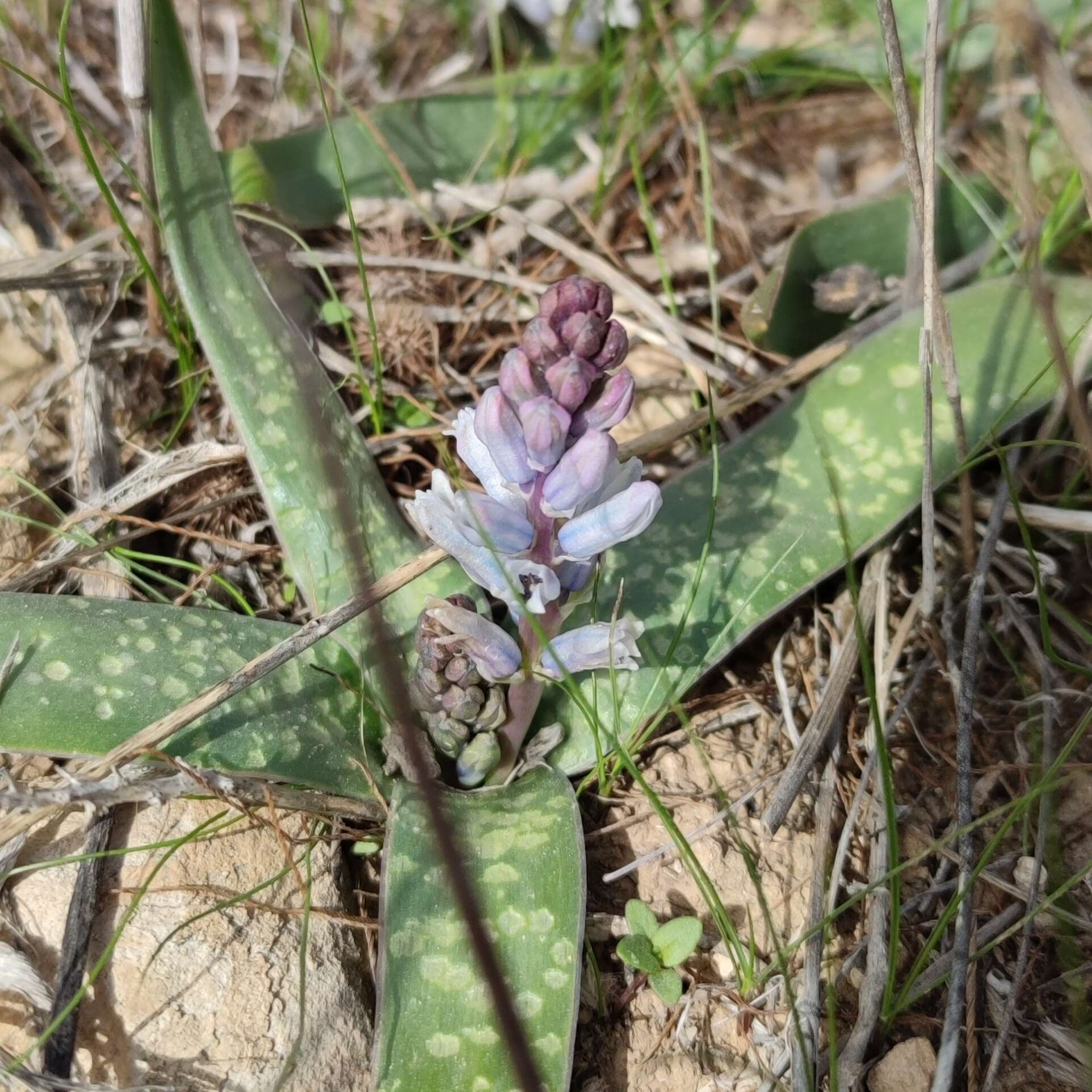 Image of Bellevalia desertorum Eig & Feinbrun