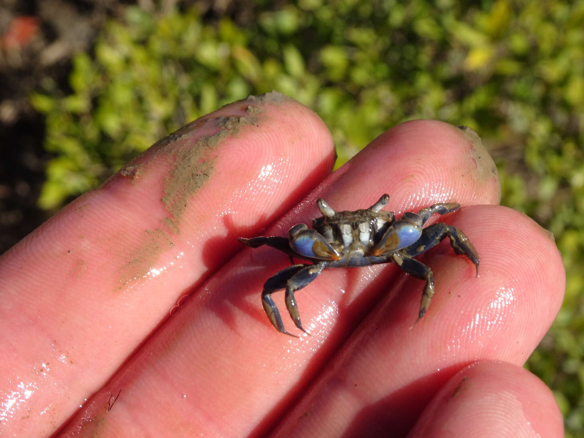 Sivun Australoplax tridentata (A. Milne-Edwards 1873) kuva