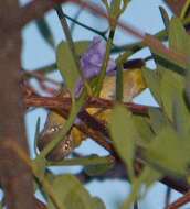 Leiothlypis ruficapilla (Wilson & A 1811) resmi