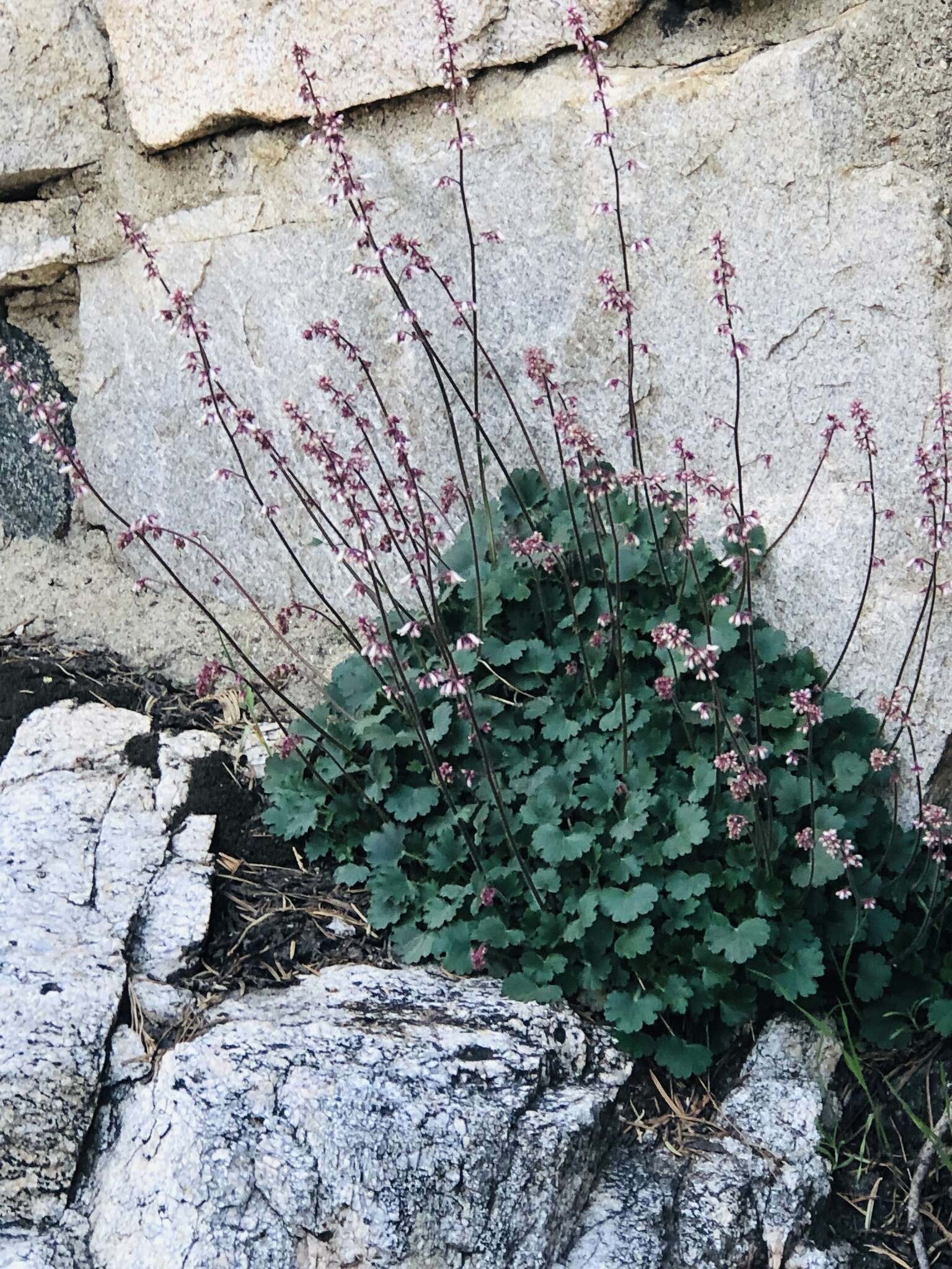 Image de Heuchera elegans Abrams