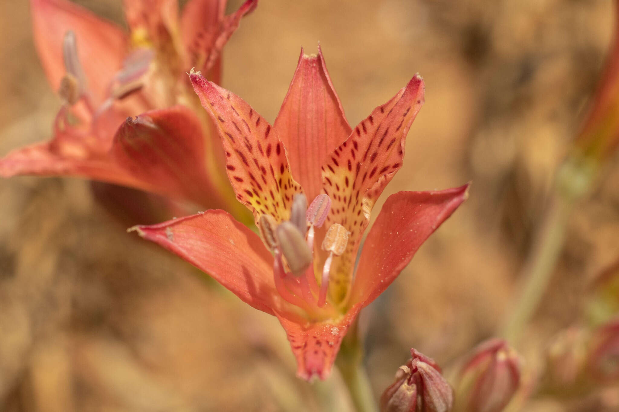 Alstroemeria marticorenae Negritto & C. M. Baeza resmi