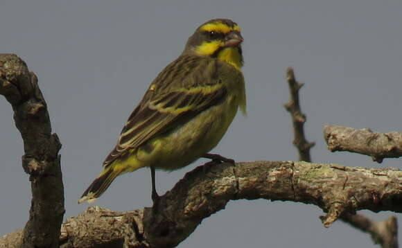 Image of Yellow-fronted Canary