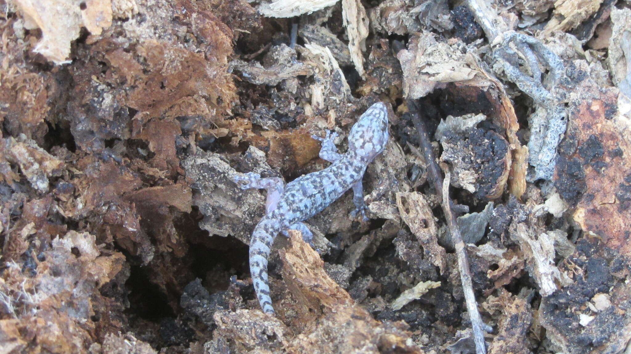 Image of San Lucan  Gecko