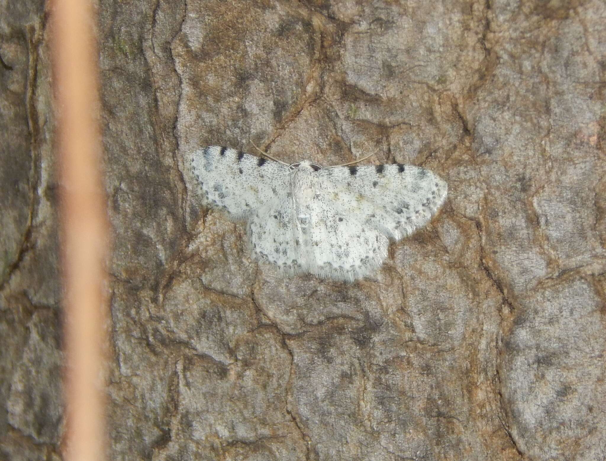 Image of Scopula nigrinotata Warren 1897