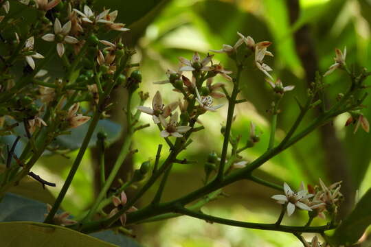 Image of Semecarpus longifolius Bl.