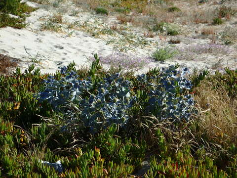 Eryngium maritimum L. resmi