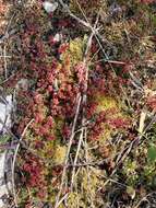 Image of Sedum caeruleum L.