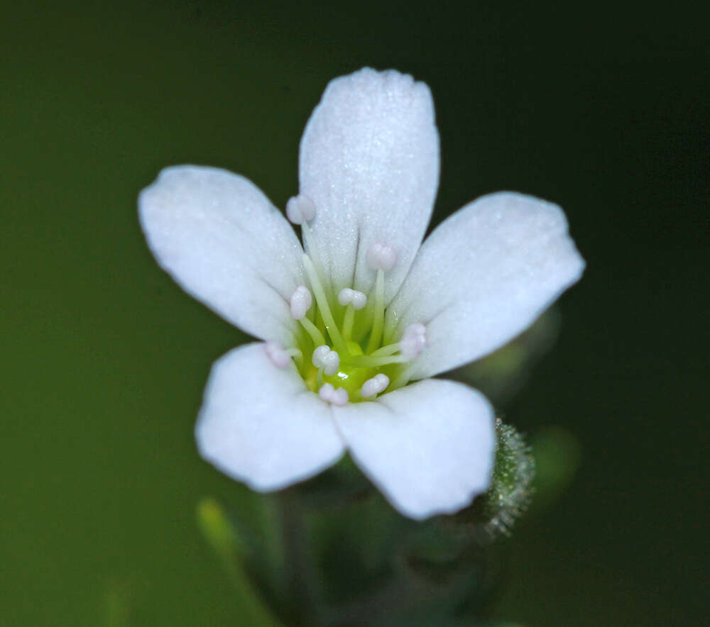 Imagem de Heterochroa violacea Walp.