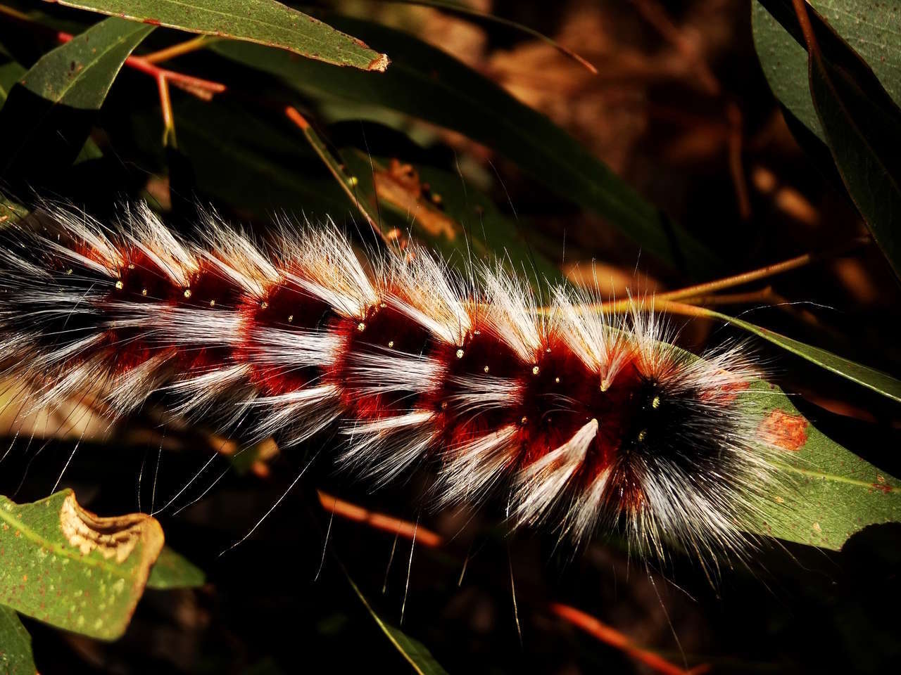 Image of Anthela varia (Walker 1855)