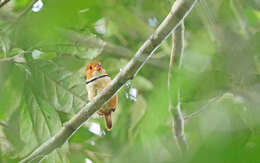 Image of Collared Puffbird