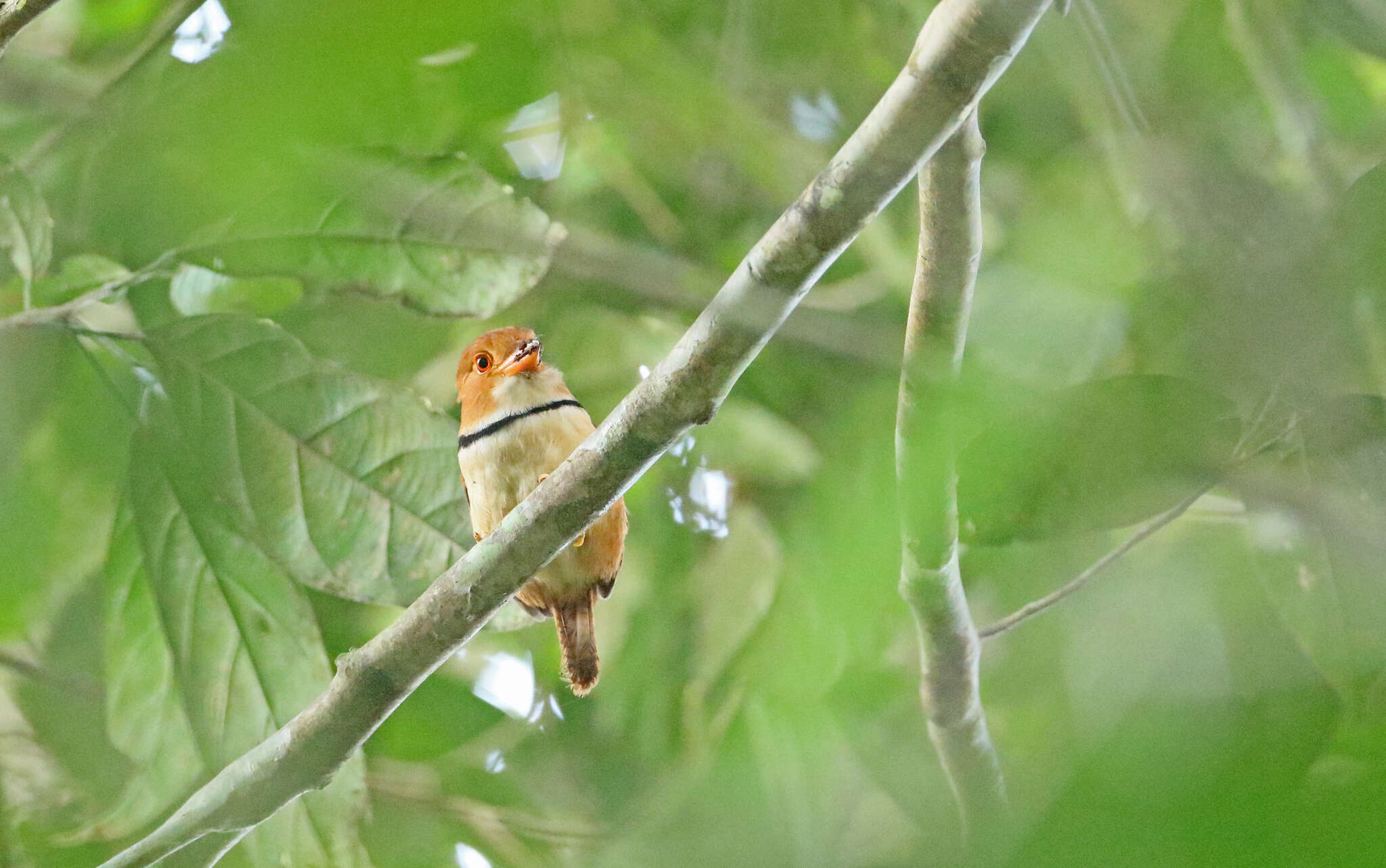 Image of Collared Puffbird