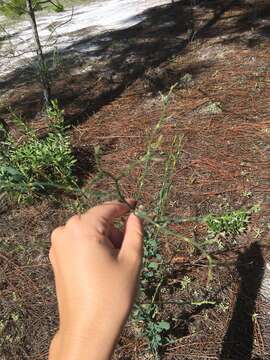 Image of largeleaf jointweed