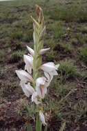 Слика од Gladiolus elliotii Baker