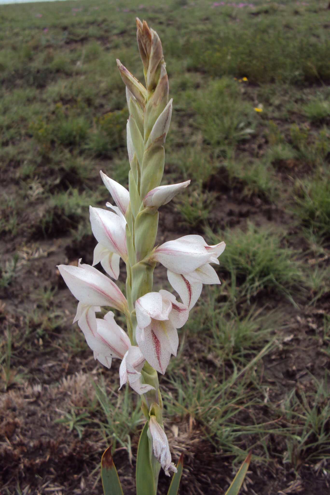 Слика од Gladiolus elliotii Baker