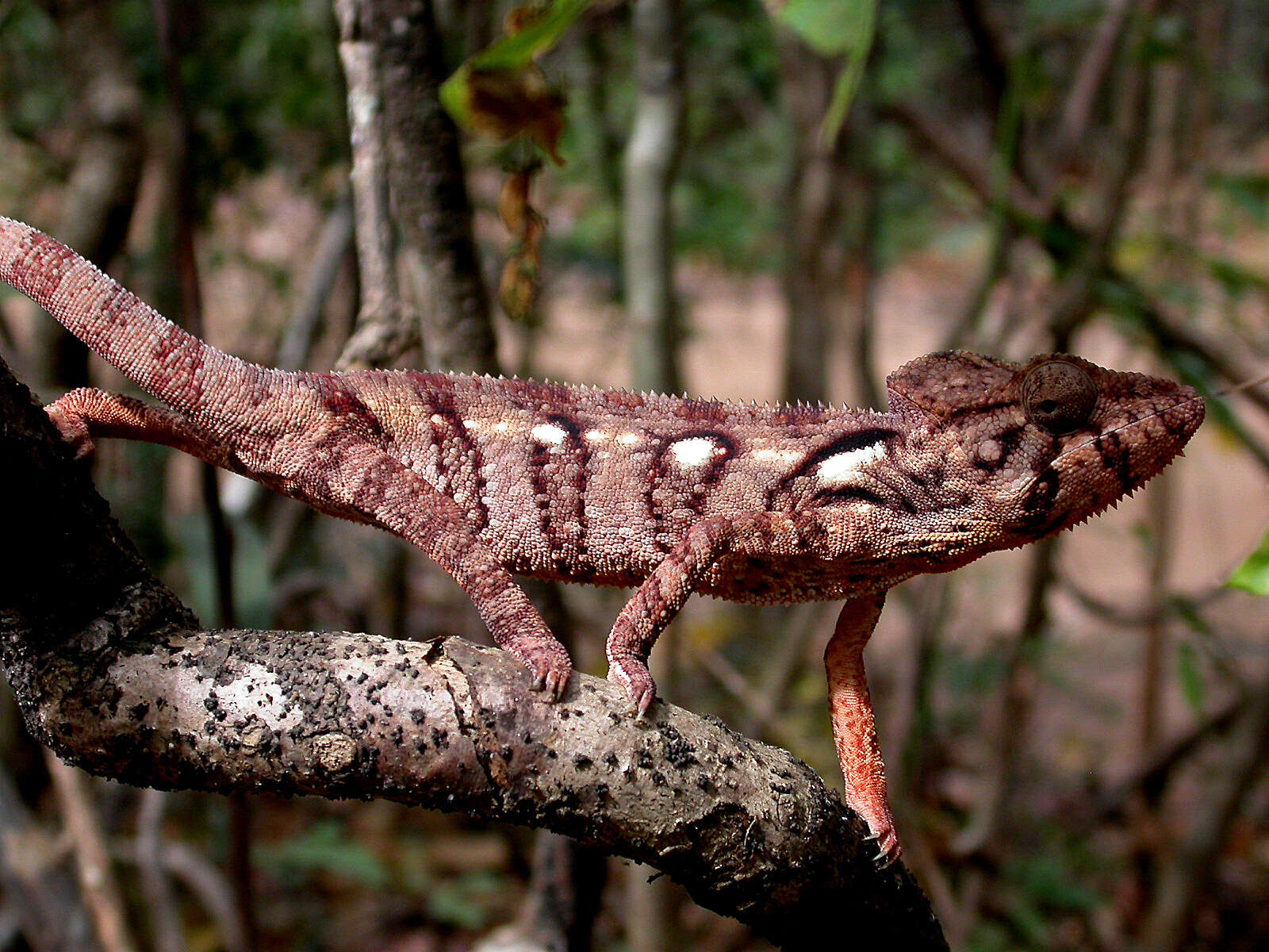 Plancia ëd Furcifer oustaleti (Mocquard 1894)