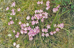 Imagem de Phlox sibirica L.