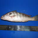 Image of Bearded banded croaker