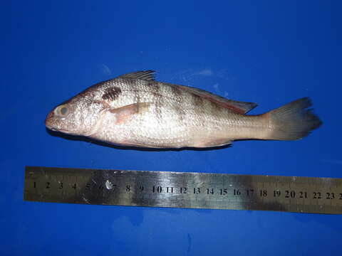 Image of Bearded banded croaker