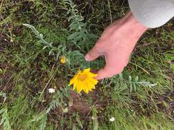 Imagem de Balsamorhiza incana Nutt.