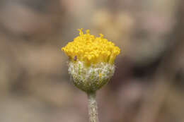 Image of Anthemis rhodensis subsp. rhodensis