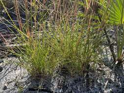 Image of Andropogon cumulicola