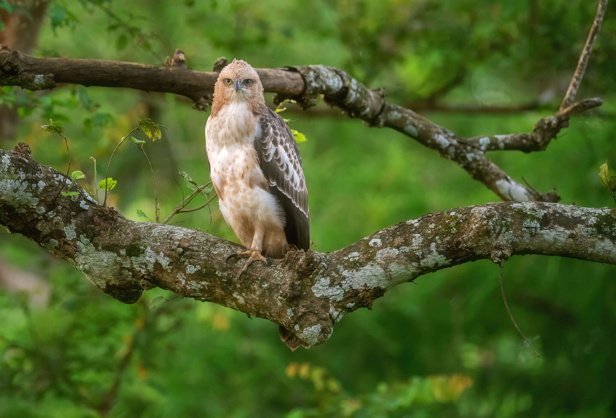 Nisaetus cirrhatus cirrhatus (Gmelin & JF 1788) resmi