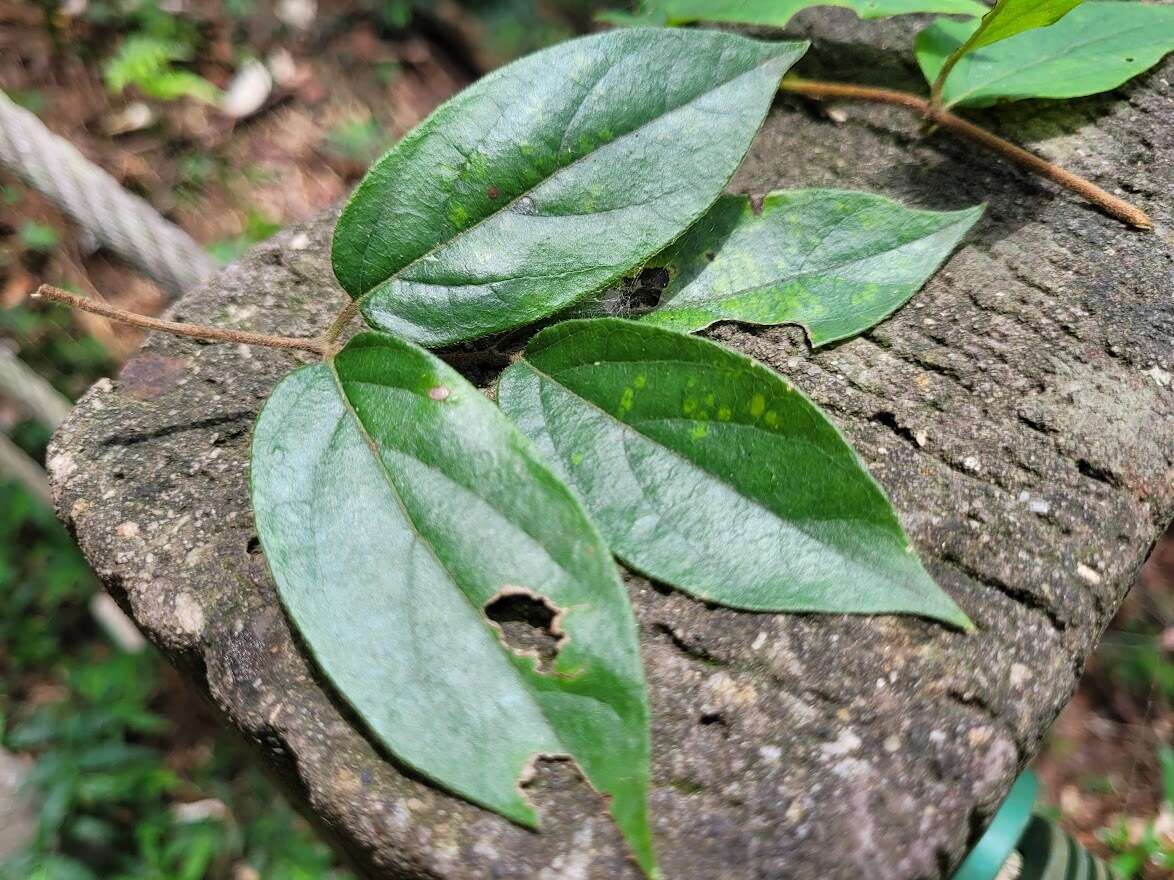 Image of Lonicera hypoglauca Miq.