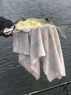 Image of Green Rrough-backed Puffer