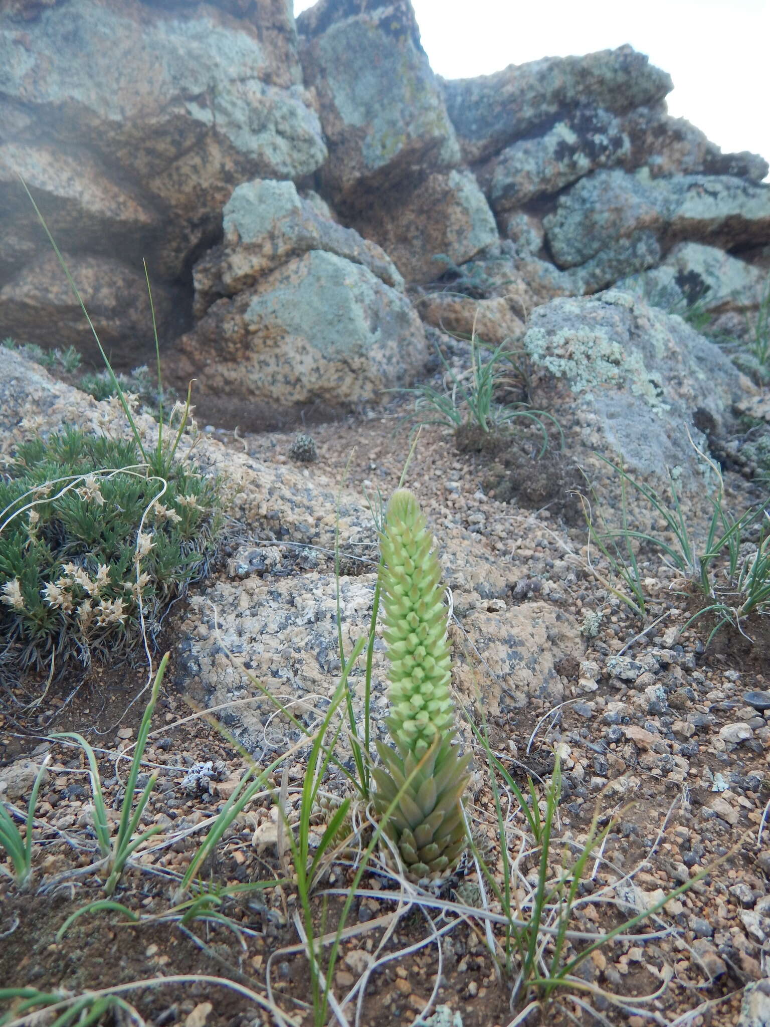 Image of Orostachys malacophylla (Pall.) Fisch.