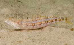 Image of Sand lizardfish