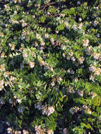 Image of San Bruno Mountain manzanita