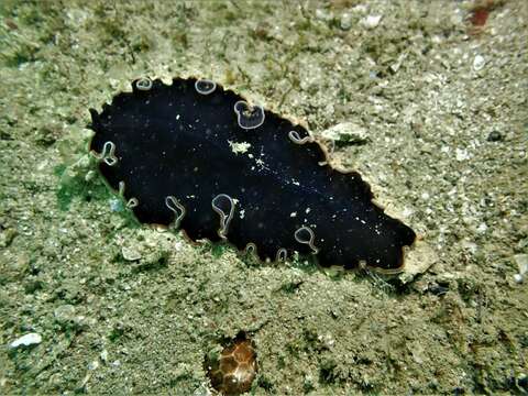 Image of Pseudobiceros hancockanus (Collingwood 1876)