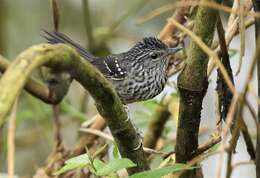 Image of Dusky-tailed Antbird