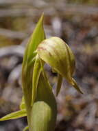 Image of Waireia stenopetala (Hook. fil.) D. L. Jones, M. A. Clem. & Molloy