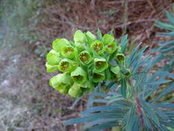 Image of Euphorbia characias subsp. wulfenii (Hoppe ex W. D. J. Koch) Radcl.-Sm.