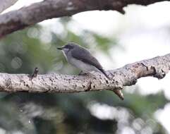 Image de Tephrodornis affinis Blyth 1847