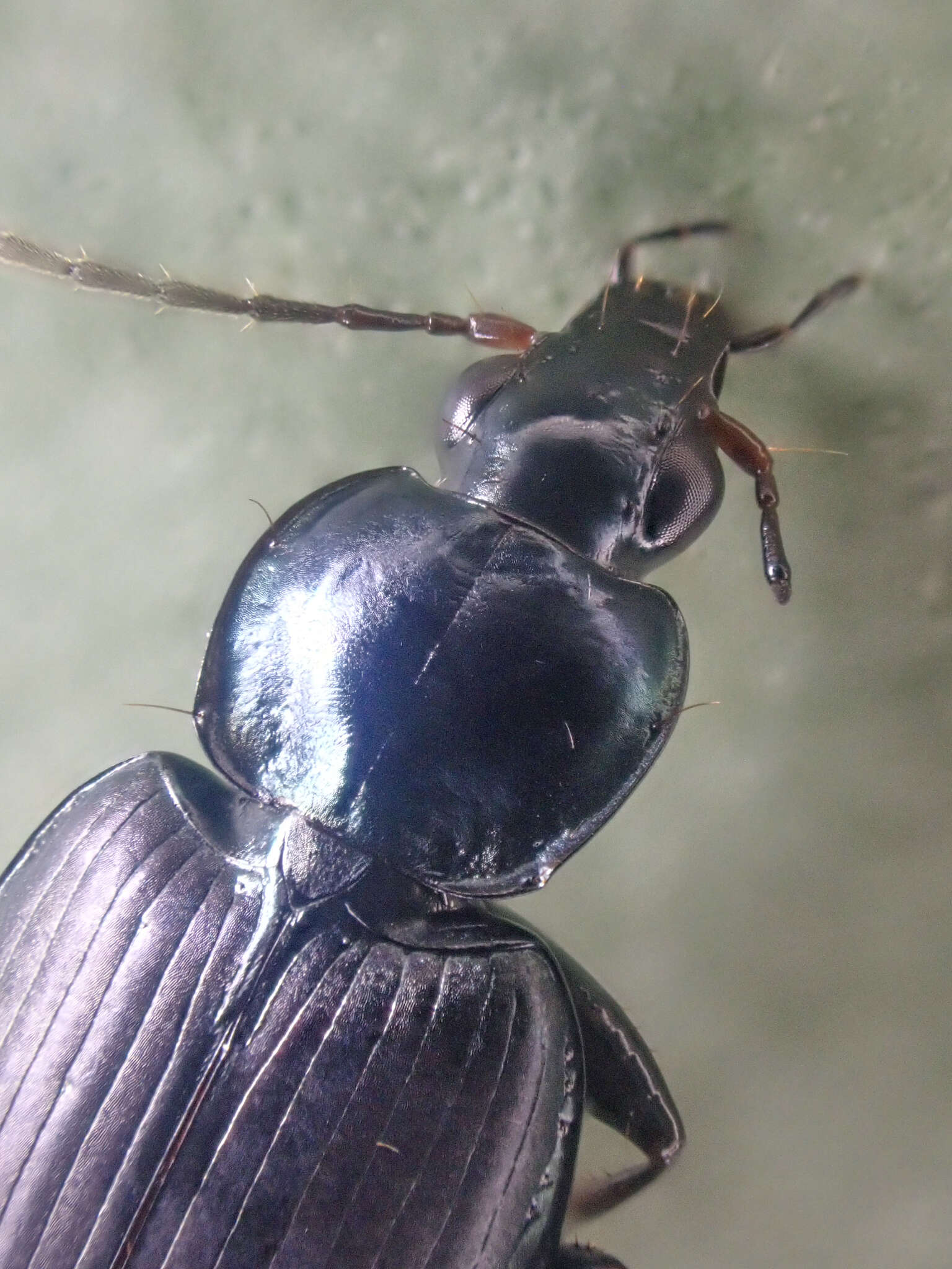 Imagem de Agonum (Agonum) placidum (Say 1823)