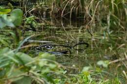 Image of Black-backed Forktail