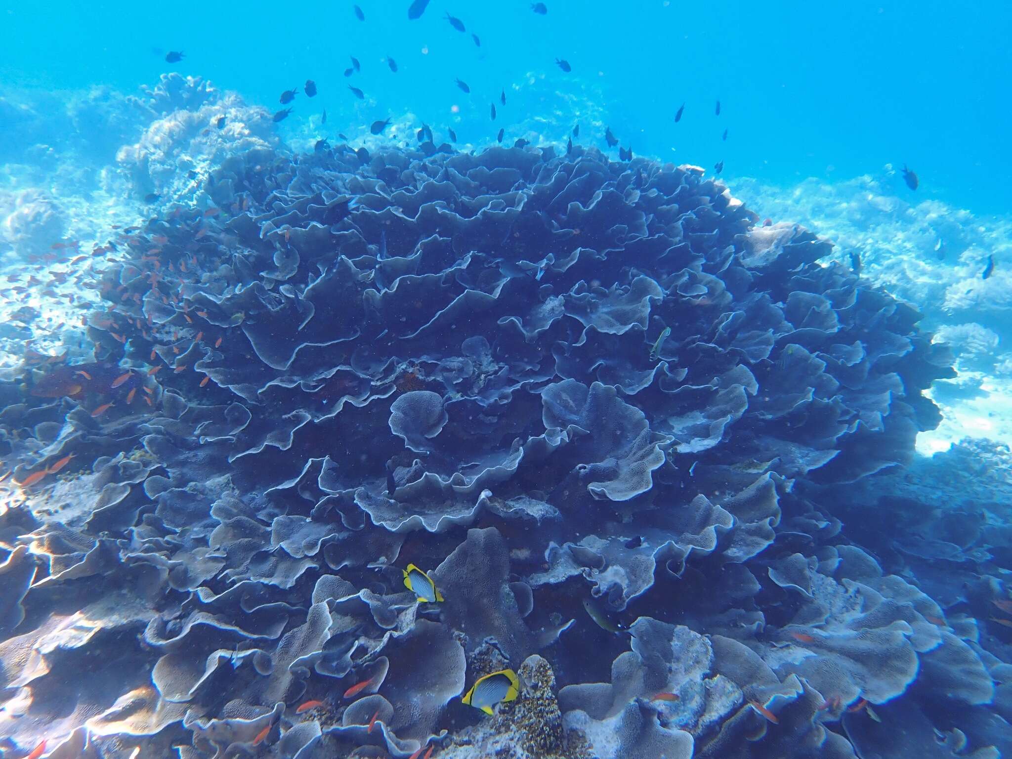 Image of Pagoda coral