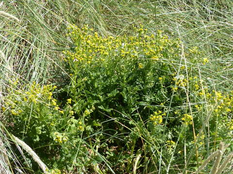 Plancia ëd Senecio radiolatus F. Müll.