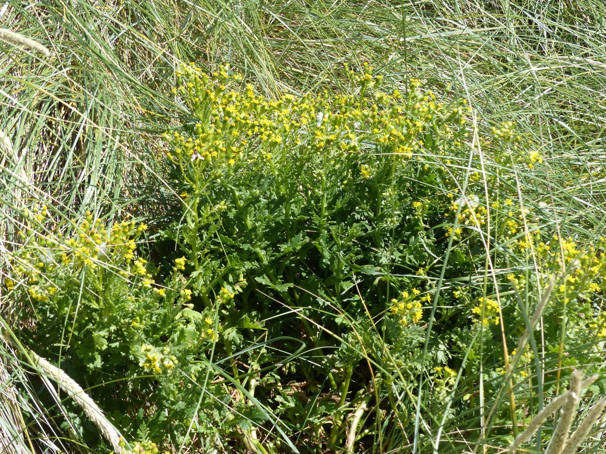 Image of Senecio radiolatus subsp. radiolatus