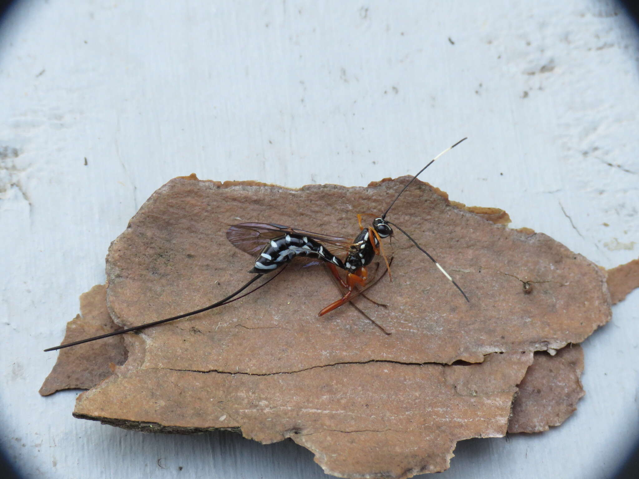 Image of Sirex parasitoid