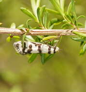 Image of Philobota impletella Walker 1869