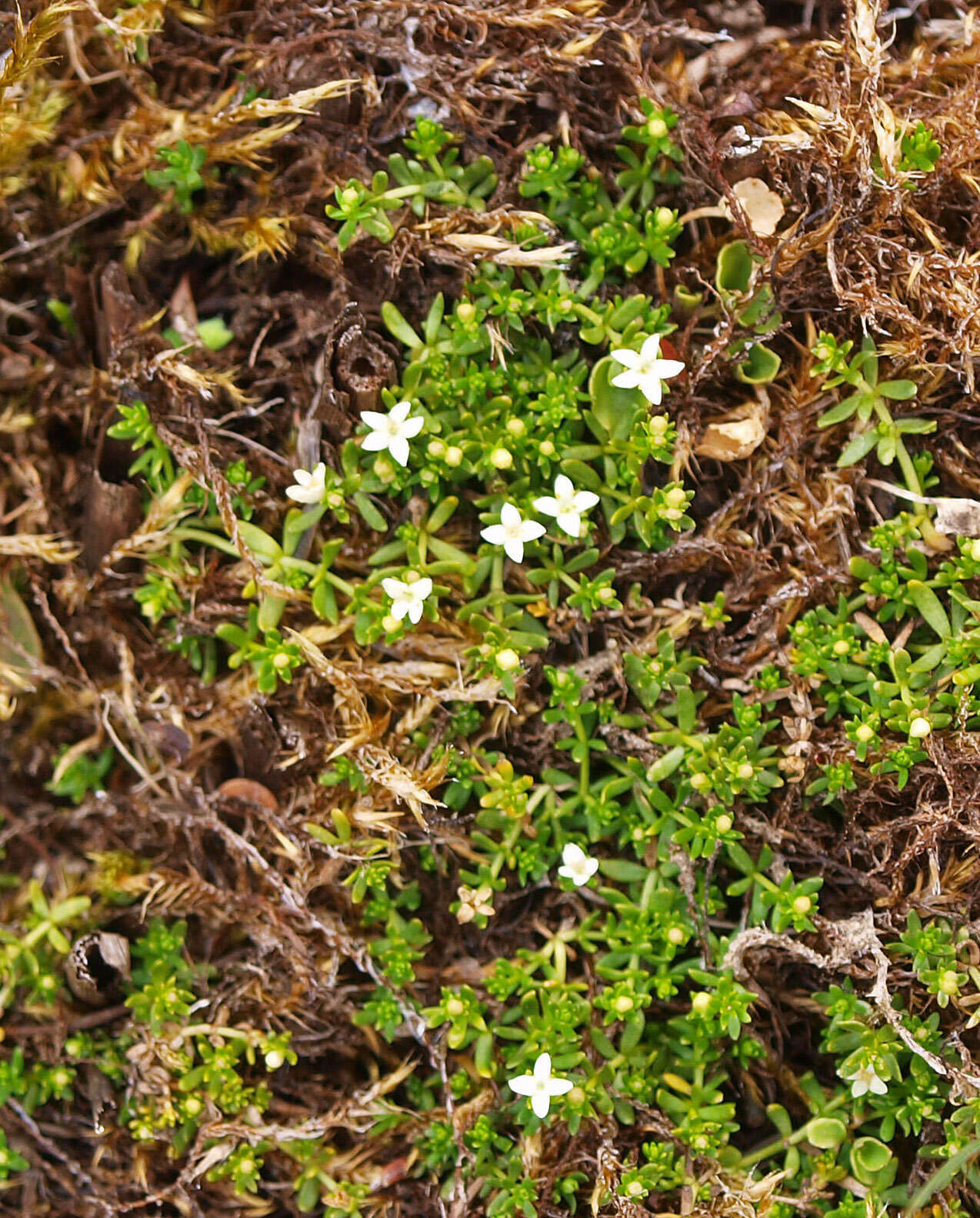 Crassula ruamahanga A. P. Druce resmi