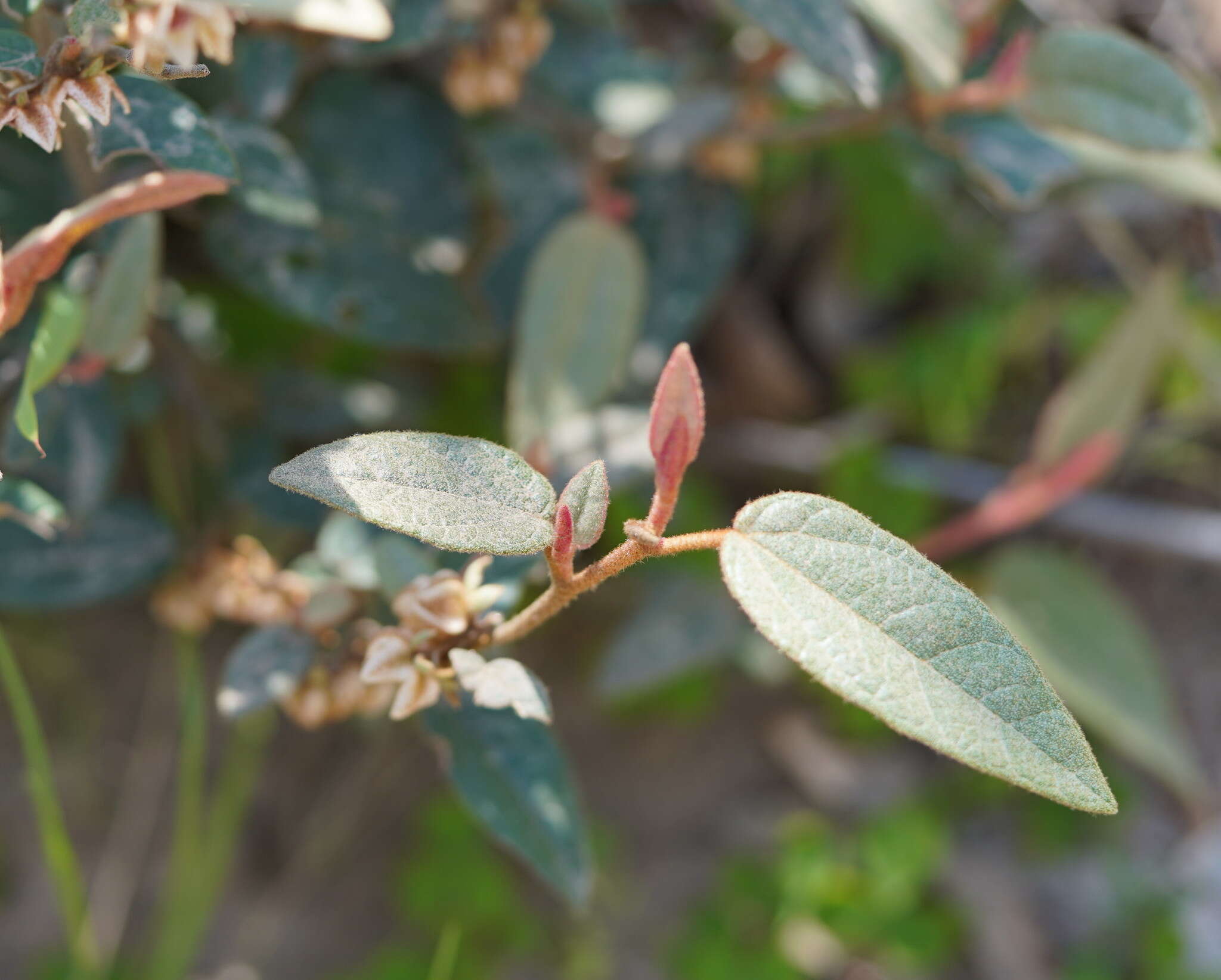 Imagem de Lasiopetalum macrophyllum R. Grah.