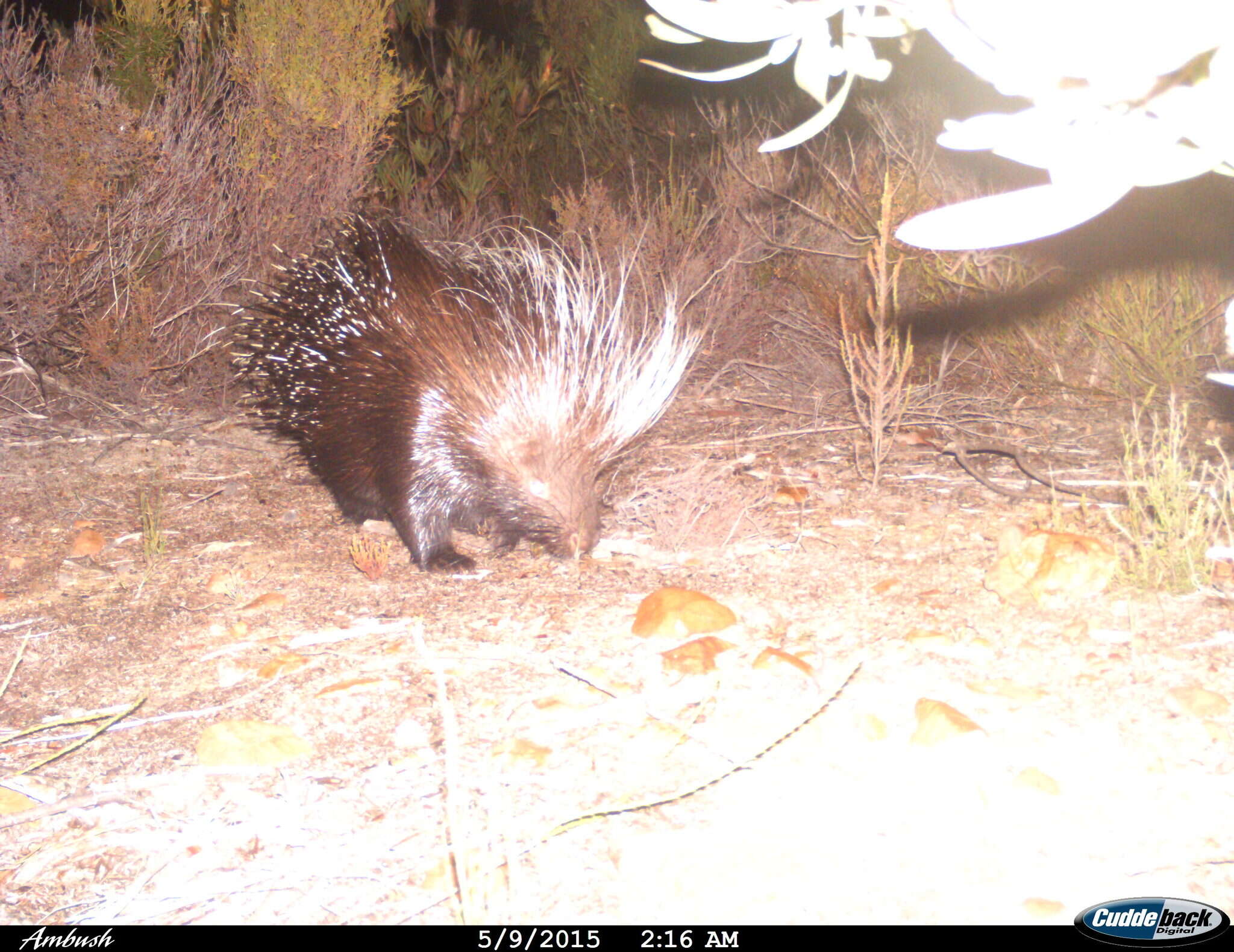 Image of Hystrix subgen. Hystrix Linnaeus 1758