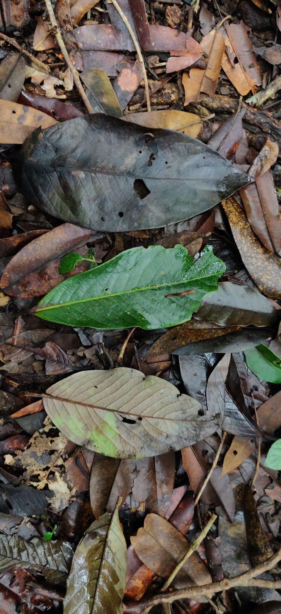 Image de Myristica beddomei King